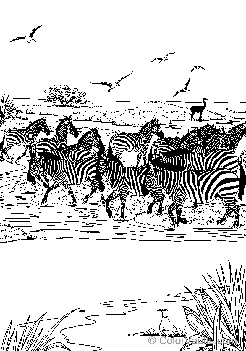 Zebras Gather By Water Or Birds Fly Over Zebras