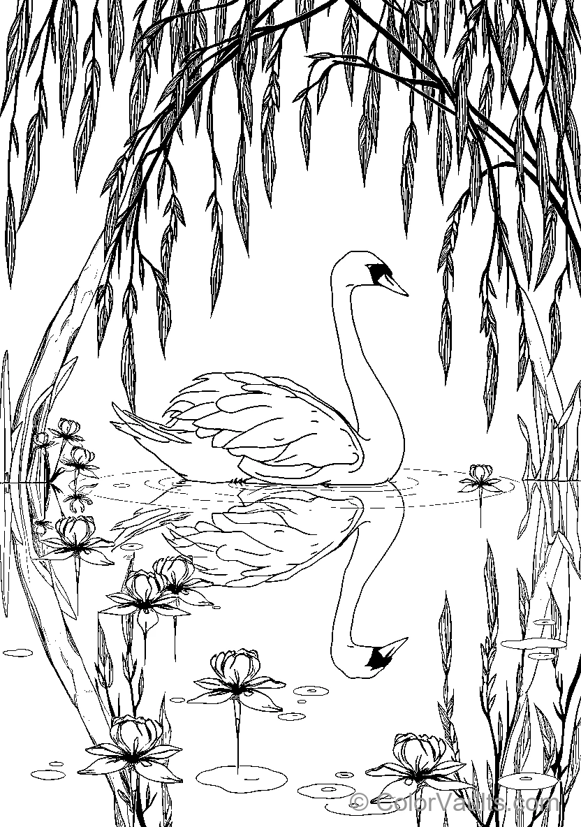 Swan Pond Scene