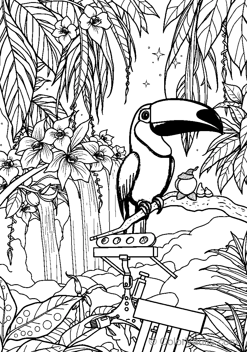 Toucan Perched Atop A Camera