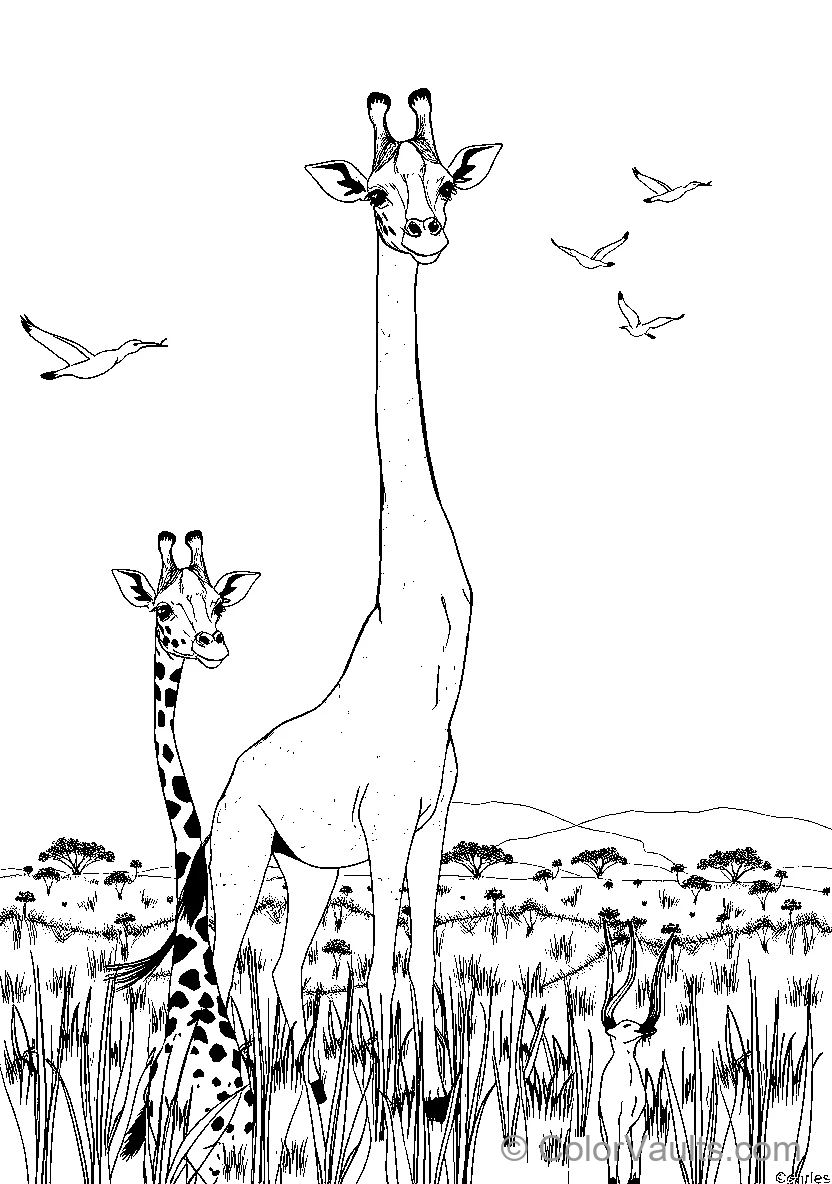 Giraffe Family Gathering 1