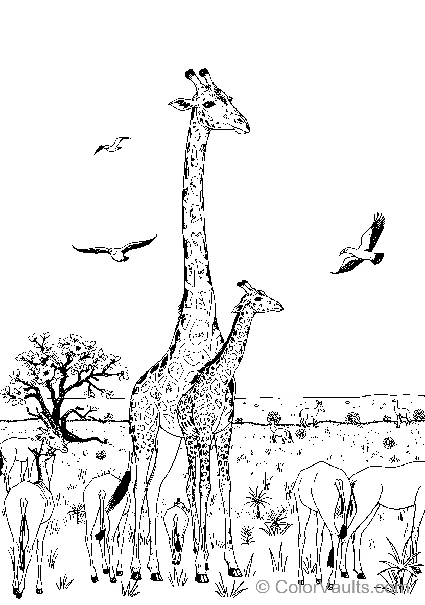 Giraffes dans le Wild 2