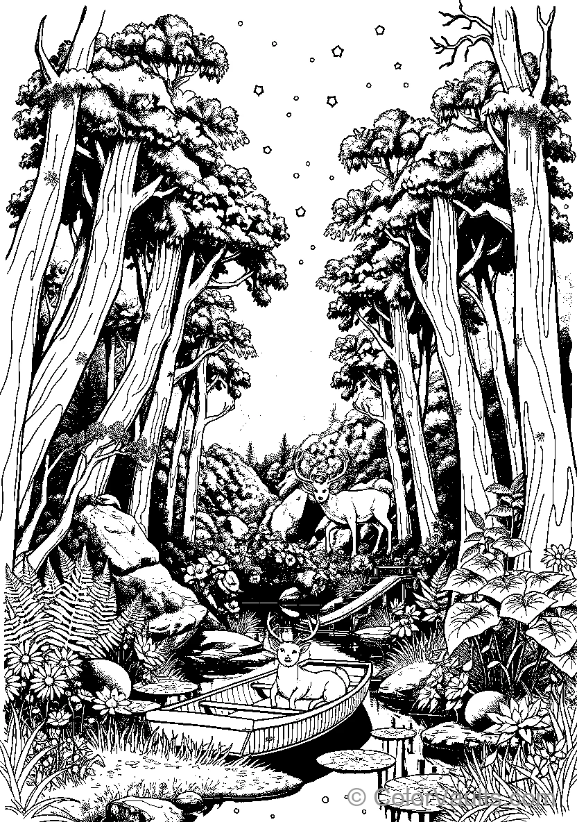 Forest Adventure