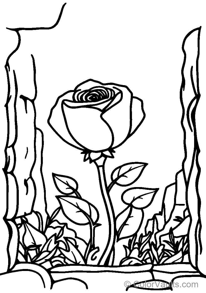 A Blooming Rose In A Garden