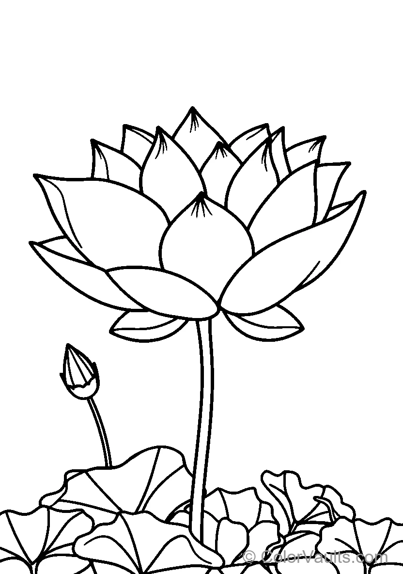 Blooming Lotus Flower