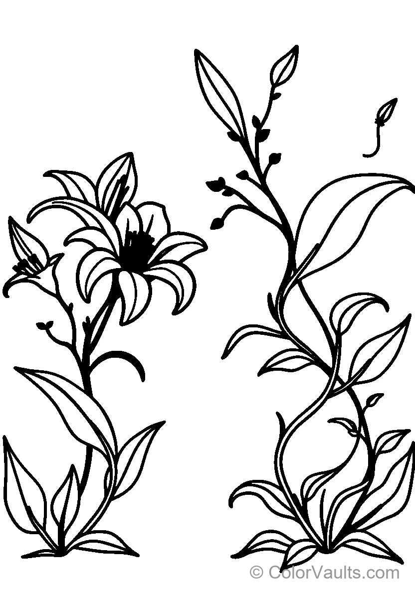 Floral Line Art