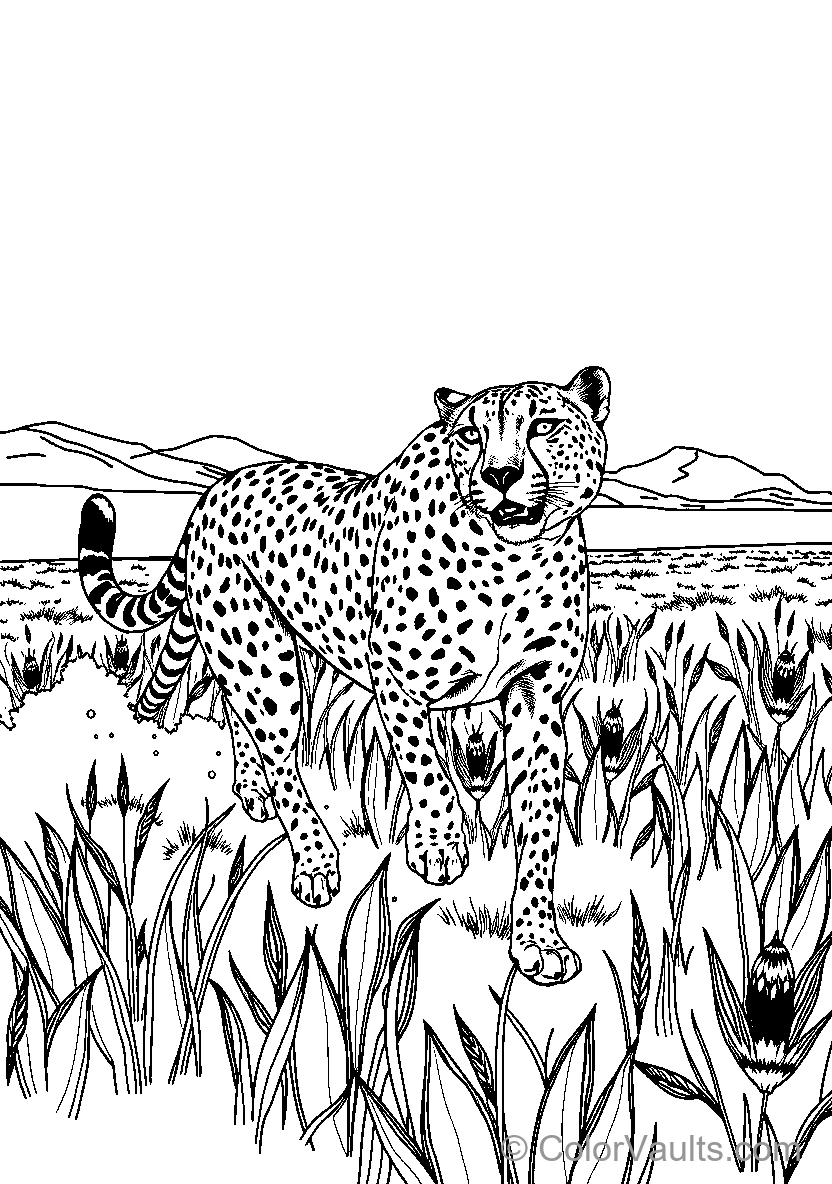 Cheetah In A Field